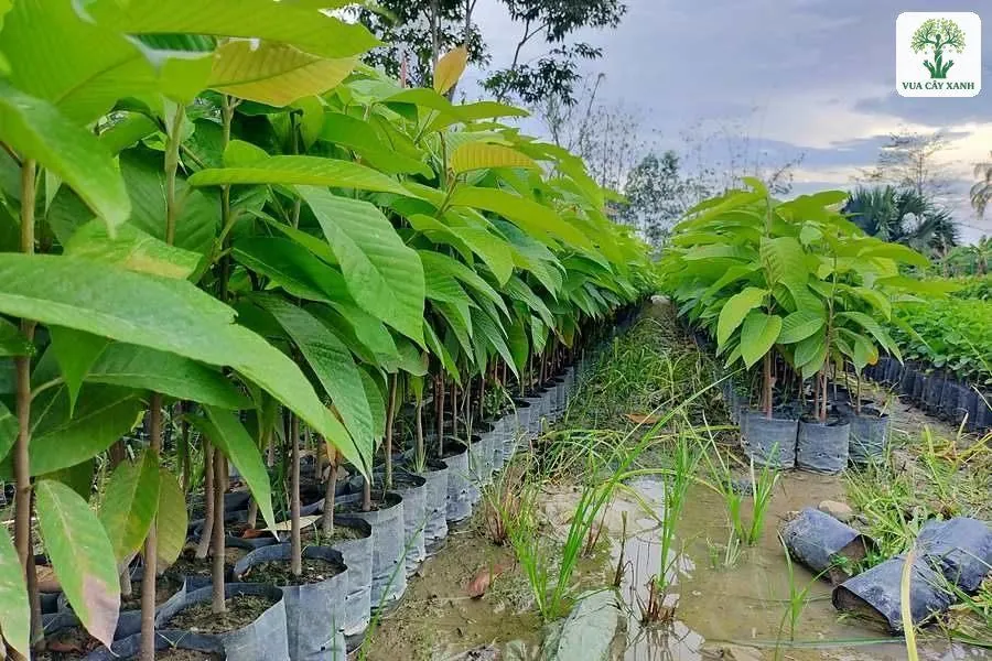 Hàng cây con lá to xanh trong bầu ở vườn ươm.