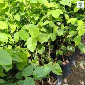 Cây Trắc Đỏ giống, cận cảnh cây con lá tròn xanh trong bầu đen.