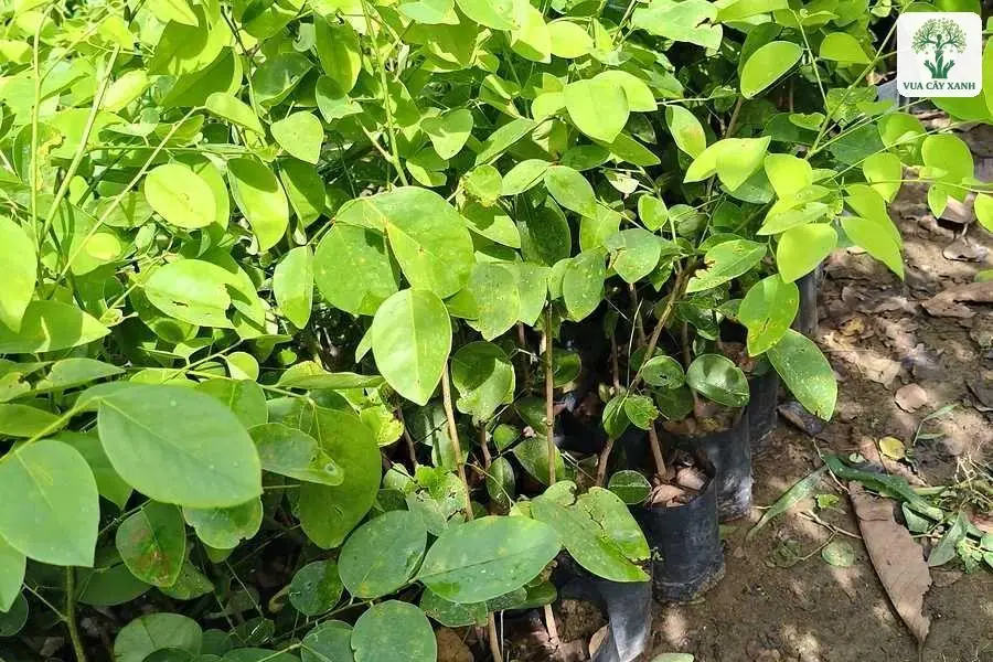 Cận cảnh cây con lá tròn xanh trong bầu đen.