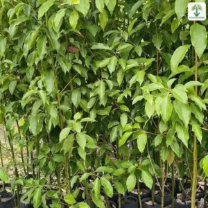 Cây Long Não giống, hàng cây con lá xanh mọc dày trong bầu đen.