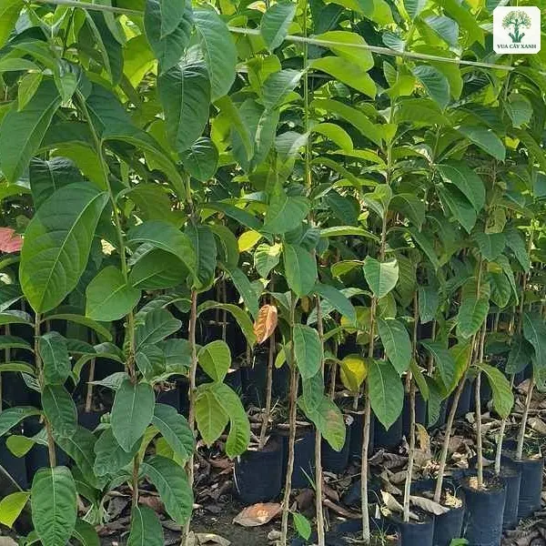 Cây Xoan Đào giống, cây con lá xanh mọc thẳng với các bầu ươm bên dưới.