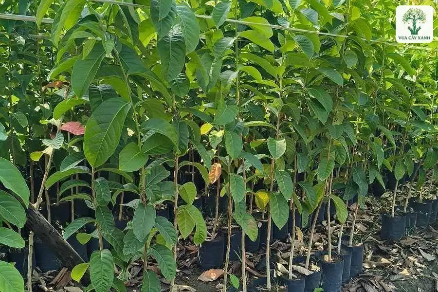 Hàng cây con lá xanh bóng mọc trong bầu đen.