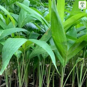 Cây con lá xanh xòe rộng trong bầu xếp hàng.