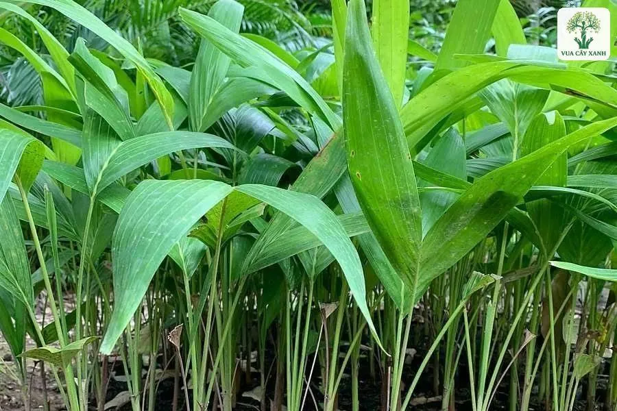 Cây con lá xanh xòe rộng trong bầu xếp hàng.