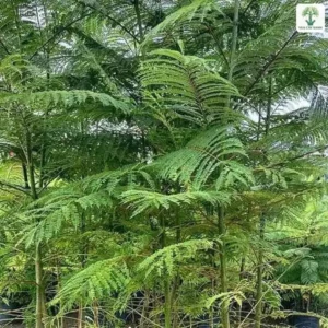 Những cây con lá xẻ nhỏ mọc đều trong bầu đen.