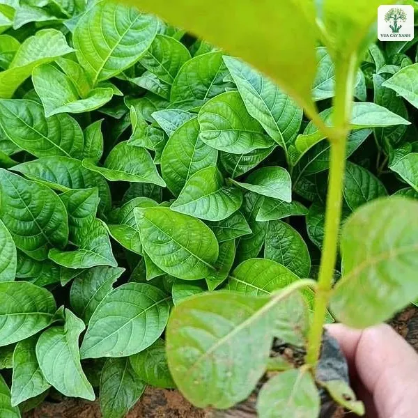 Cây con còn nguyên bầu đất được cầm gần luống cây.