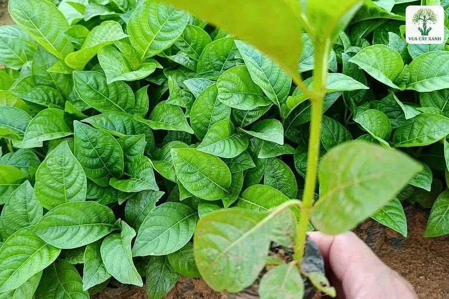 Cây con còn nguyên bầu đất được cầm gần luống cây.