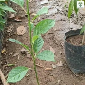 Một cây con thân thẳng đứng trong bầu đen cạnh luống cây.