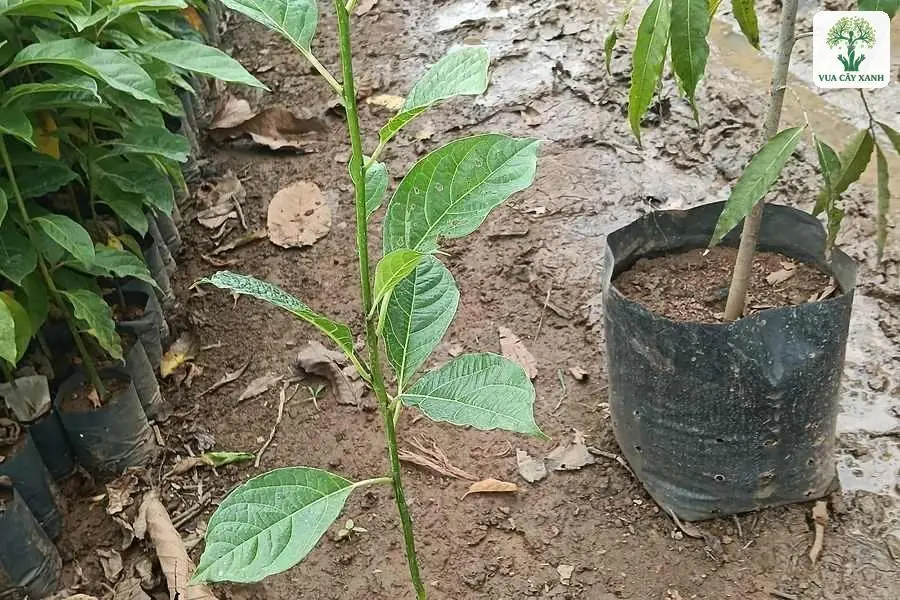 Một cây con thân thẳng đứng trong bầu đen cạnh luống cây.