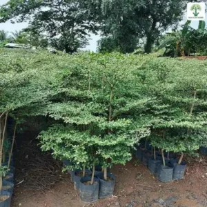Cây Giáng Hương Huyết giống, cây con lá xanh trồng trong bầu đen ở vườn ươm.