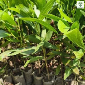 Cây Tràm Bông Vàng giống, cây con xanh mướt mọc trong những bầu giấy nâu.