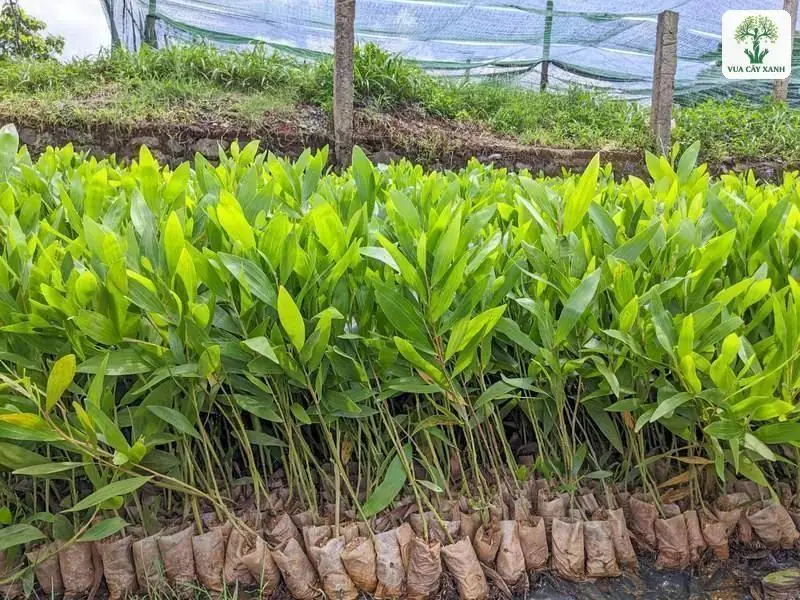 Cây con lâm nghiệp xếp thành hàng trong bầu ươm.