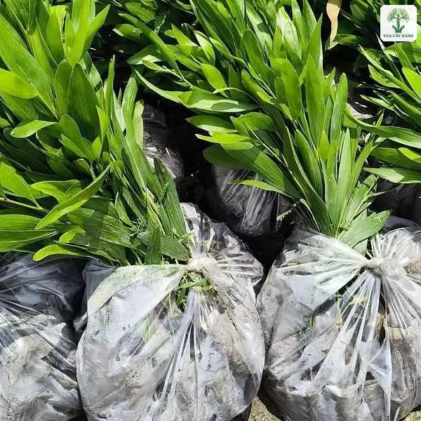 Cây con xanh trong túi bầu xếp sát nhau ở vườn ươm.