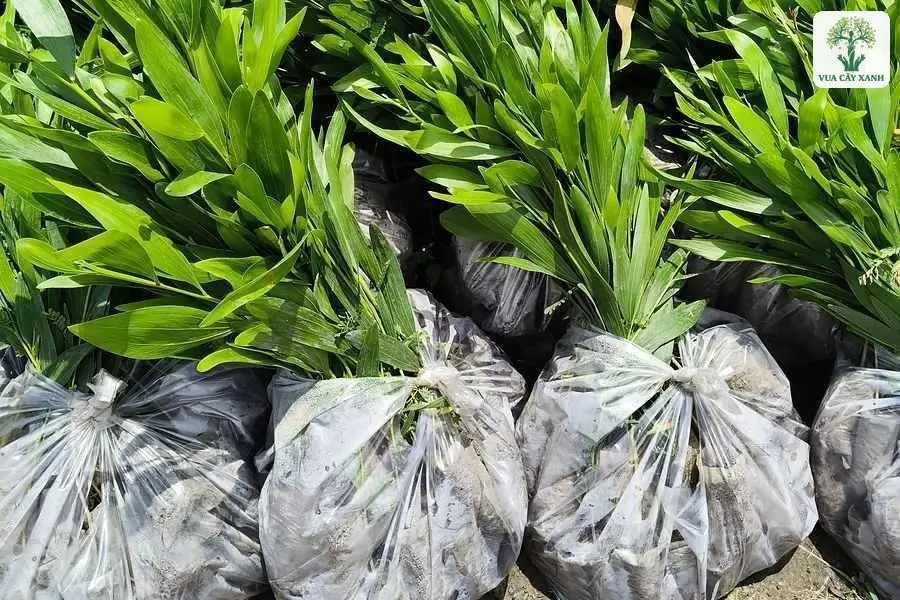 Cây con xanh trong túi bầu xếp sát nhau ở vườn ươm.