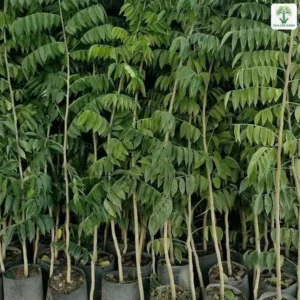 Cây Sưa Đỏ giống, hàng cây con lá kép xếp sát trong bầu ươm.