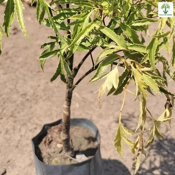 Cây Đinh Lăng giống, cây giống có lá xẻ mảnh đặt trong bầu đen.
