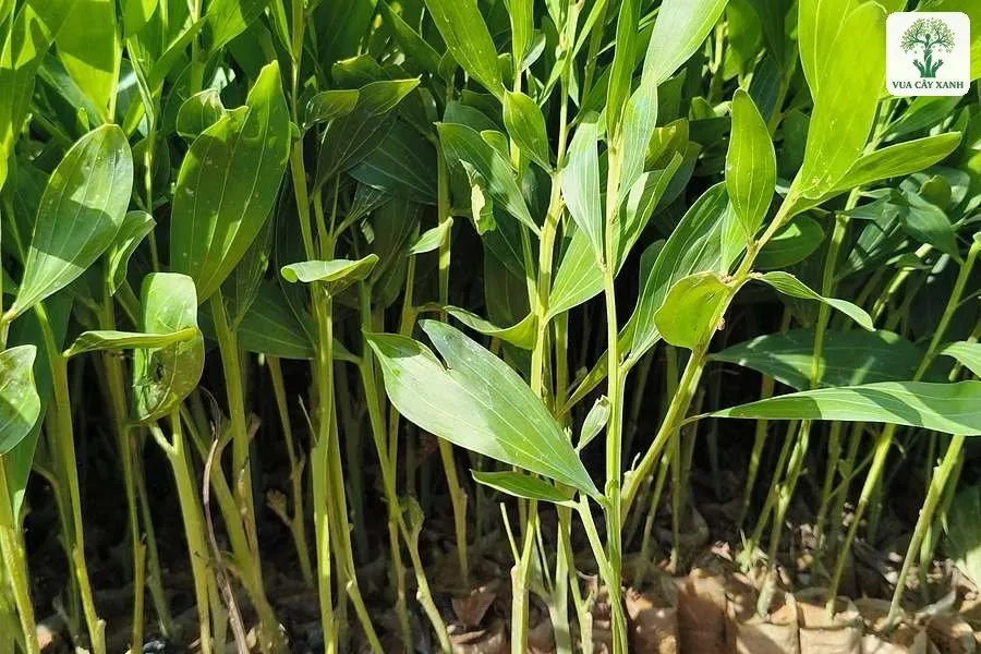 Cây giống lá thon xanh non xếp sát nhau trong bầu giấy.
