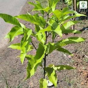 Một cây giống cao trồng trong bầu bên lề đường.