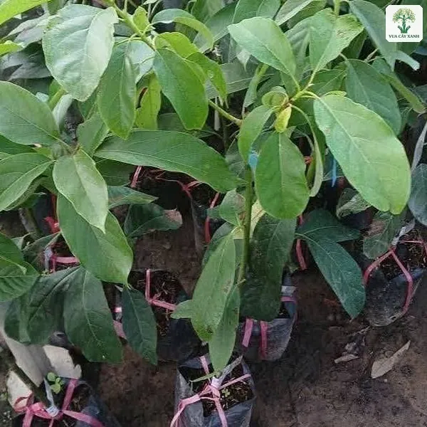 Cây Bơ Sáp giống, cây giống lá xanh đậm trong bầu đặt trên nền đất.