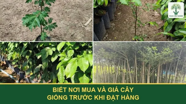 Biết nơi mua và giá cây giống trước khi đặt hàng.