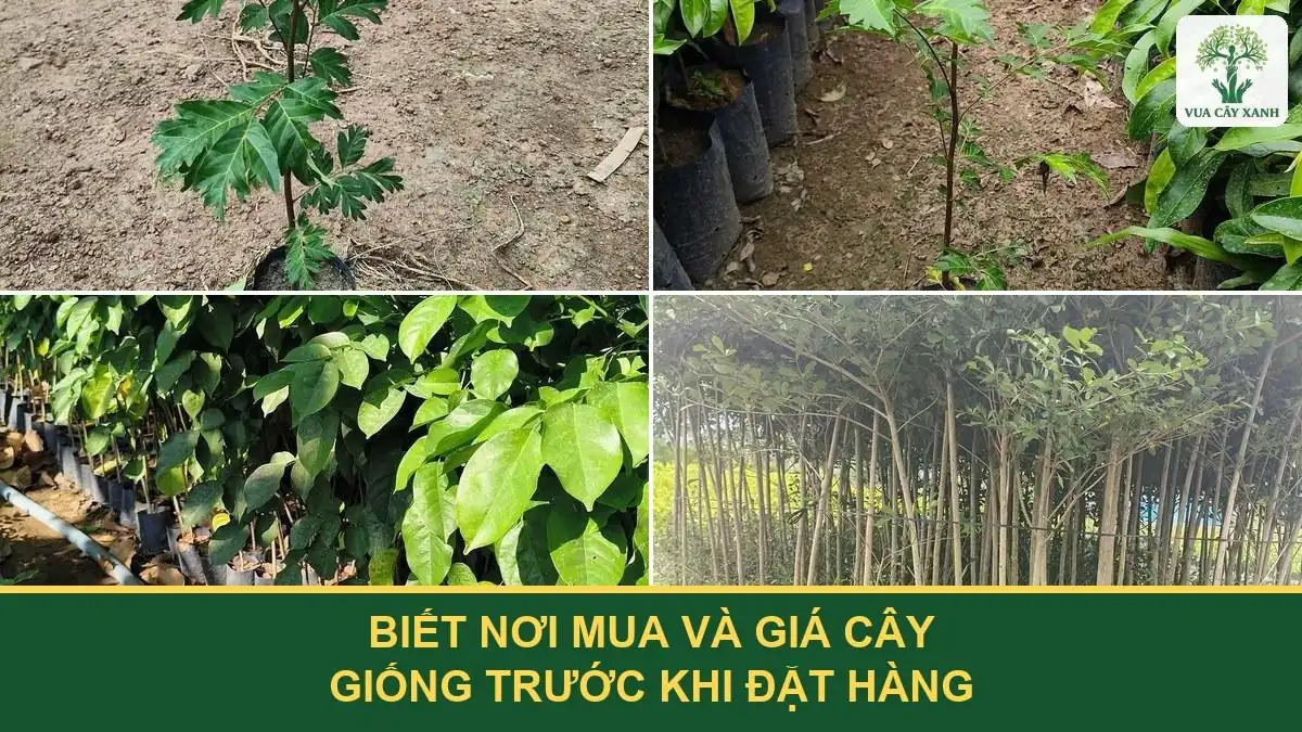 Biết nơi mua và giá cây giống trước khi đặt hàng.