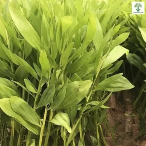 Những cây giống lá dài và thon mọc sát nhau trong bầu.
