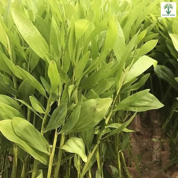 Những cây giống lá dài và thon mọc sát nhau trong bầu.
