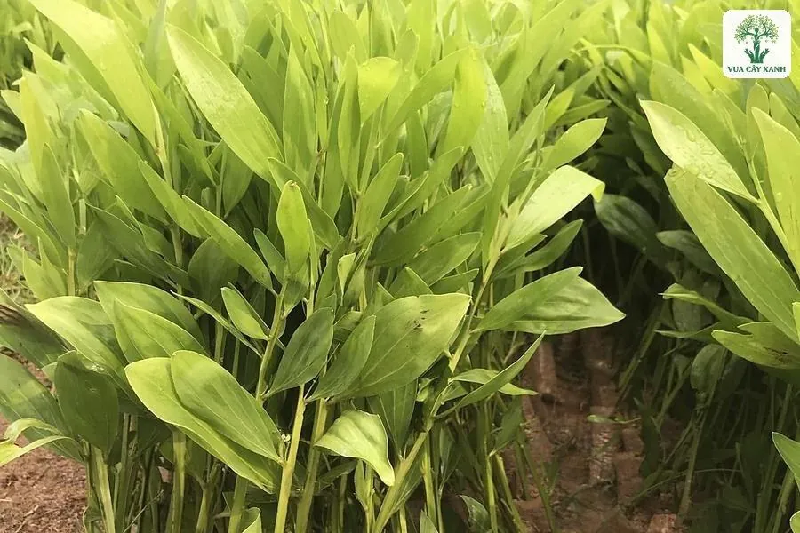 Những cây giống lá dài và thon mọc sát nhau trong bầu.