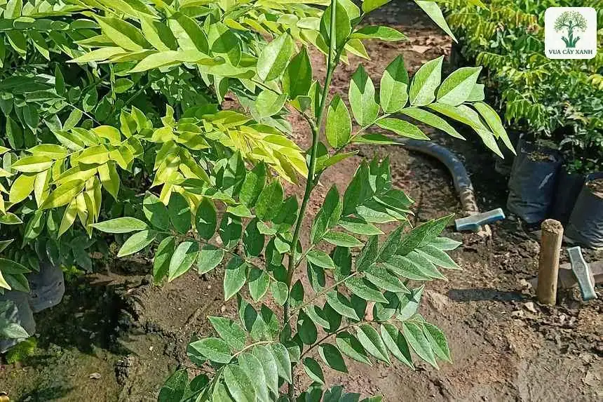 Một cây giống lá kép dài đứng thẳng trong bầu.