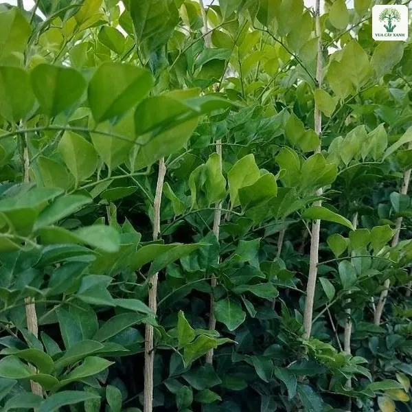 Những cây giống thân thẳng lá xanh non mọc sát nhau.