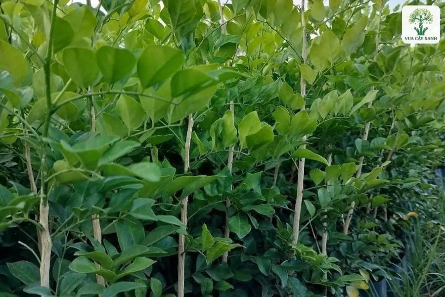 Những cây giống thân thẳng lá xanh non mọc sát nhau.