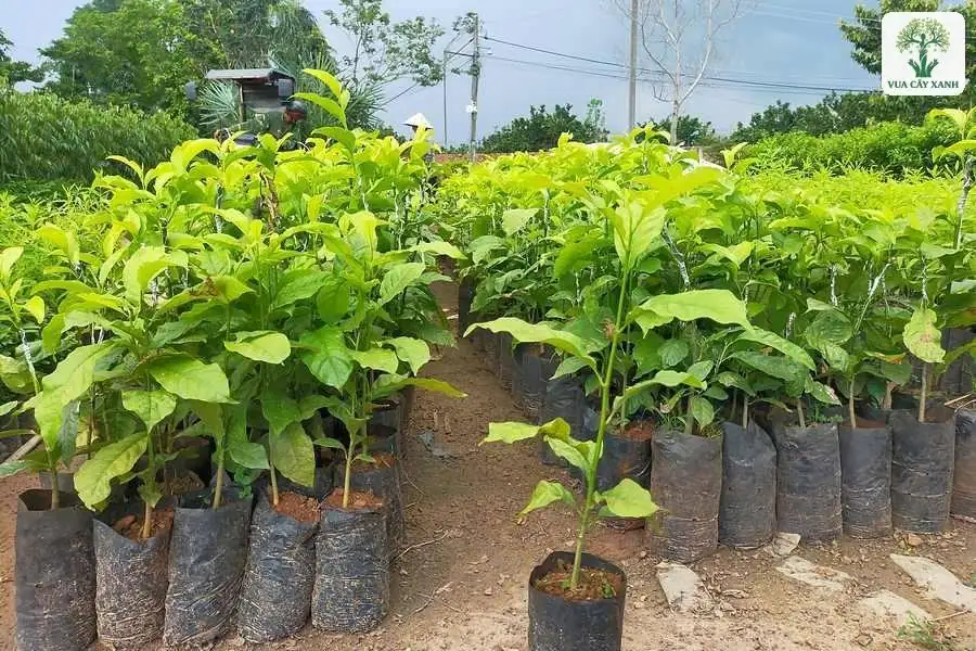 Cây giống trong bầu xếp hàng trên nền đất vườn ươm.