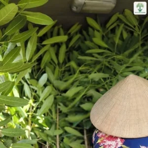 Cây giống lá xanh xếp trong bầu trên thùng xe tải.