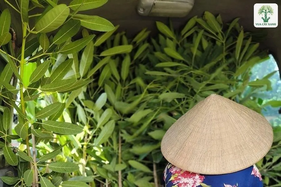 Cây giống lá xanh xếp trong bầu trên thùng xe tải.