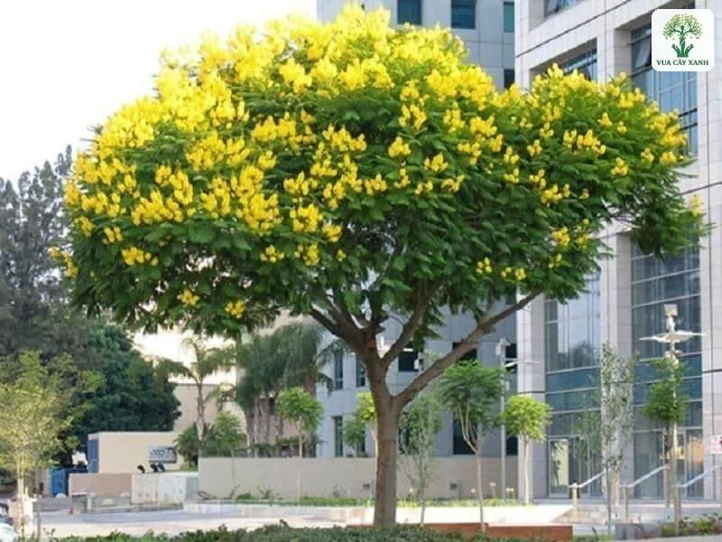 Cây tán rộng nở hoa vàng rực giữa khu nhà cao tầng.