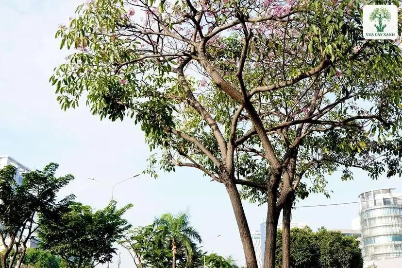Cây Kèn Hồng nở hoa hồng phớt trên dải phân cách.