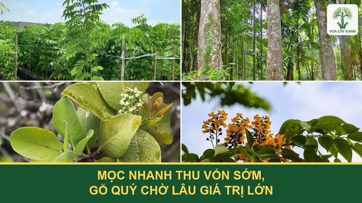 Mọc nhanh thu vốn sớm, gỗ quý chờ lâu giá trị lớn.