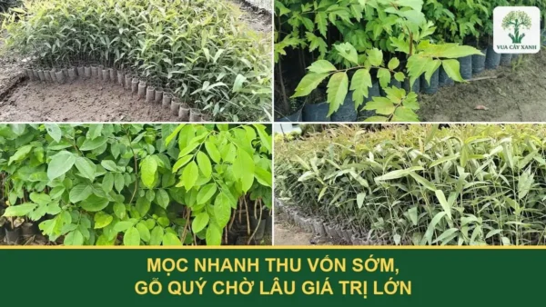 Mọc nhanh thu vốn sớm, gỗ quý chờ lâu giá trị lớn.