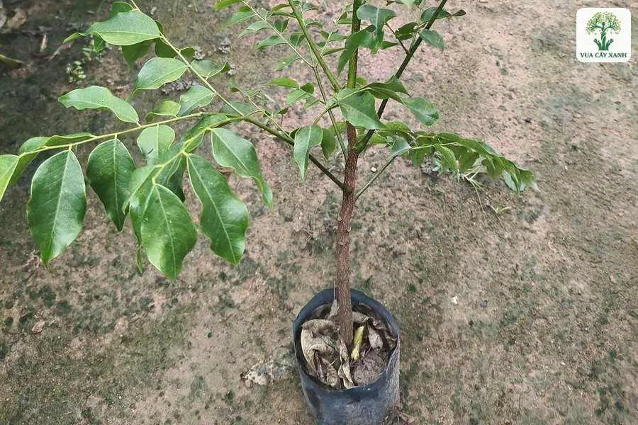 Thân thẳng và lá kép xanh bóng của cây con trong bầu.