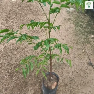 Cây con đứng thẳng trong bầu giữa lối đi vườn ươm.