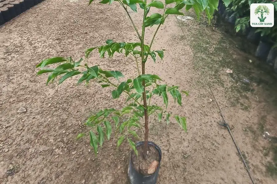 Cây con đứng thẳng trong bầu giữa lối đi vườn ươm.