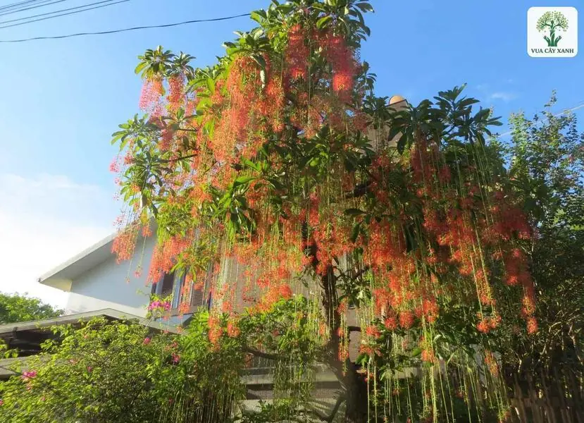 Cây Lộc Vừng trổ chùm hoa đỏ rủ dài trước nhà.