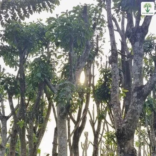 Cây lớn thân xám được chống đỡ trong vườn trồng.
