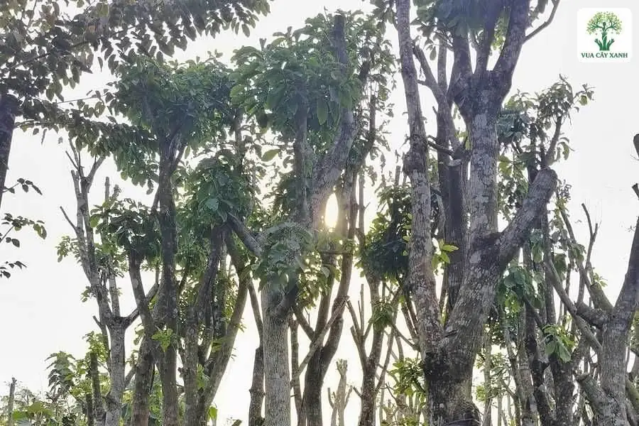 Cây lớn thân xám được chống đỡ trong vườn trồng.
