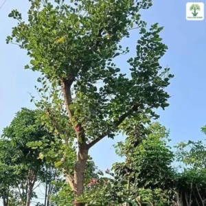 Cây Móng Bò công trình, cây lớn có tán thưa vươn lên giữa nền trời xanh.