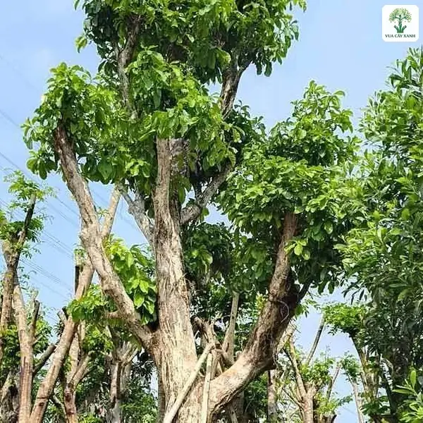 Cây Lộc Vừng công trình, cây lớn tán xanh có cọc tre chống đỡ thân.