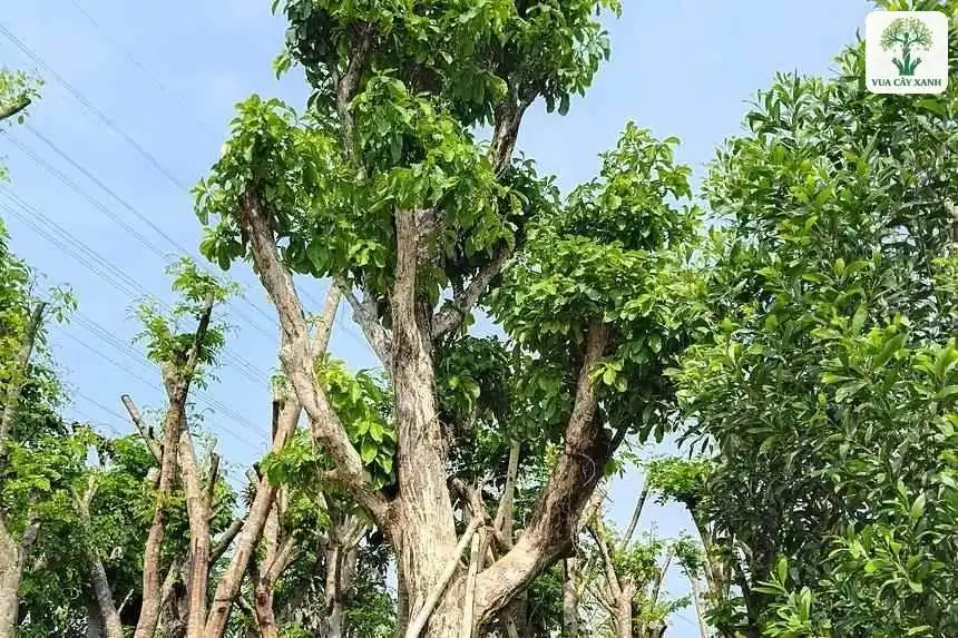 Cây lớn tán xanh có cọc tre chống đỡ thân.