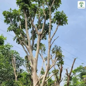Cây lớn bọc thân màu xanh ngọc trong vườn trồng.
