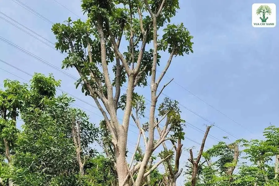Cây lớn bọc thân màu xanh ngọc trong vườn trồng.