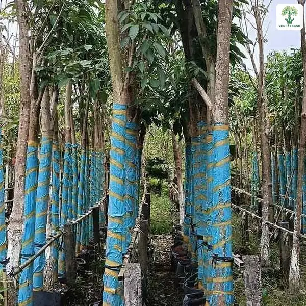 Cây Kèn Hồng công trình, những cây lớn thân bọc bạt xanh đứng giữa vườn cây.